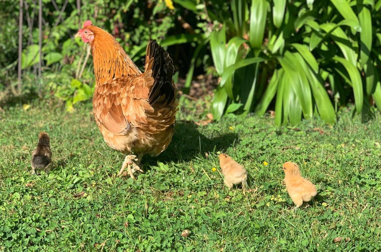 La Maison Les Mimosas Le Minihic-sur-Rance Exteriör bild